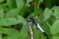 Orthetrum albistylum