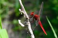 Crocothemis erythraea