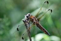 Libellula fulva