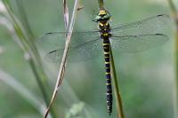 Cordulegaster boltonii