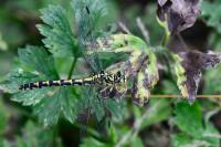 Onychogomphus forcipatus
