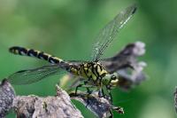 Onychogomphus forcipatus