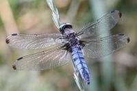 Libellula fulva