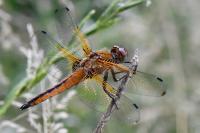 Libellula fulva