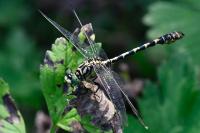 Onychogomphus forcipatus