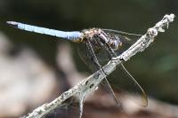 Orthetrum coerulescens