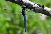 Orthetrum coerulescens