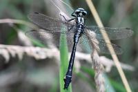 Gomphus vulgatissimus