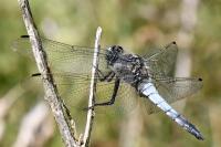 Orthetrum cancellatum