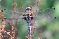 Libellula fulva