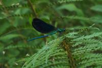 Calopteryx virgo meridionalis