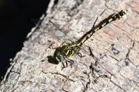 Onychogomphus uncatus