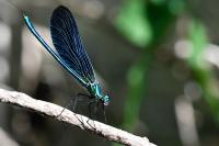 Calopteryx virgo
