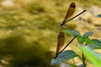 Calopteryx haemorrhoidalis