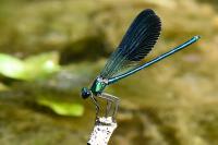 Calopteryx xanthostoma