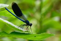 Calopteryx splendens