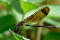 Calopteryx haemorrhoidalis