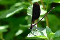 Calopteryx haemorrhoidalis