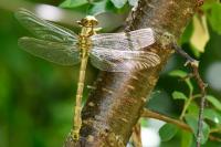Onychogomphus uncatus