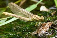 Onychogomphus uncatus