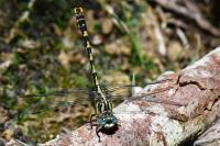 Onychogomphus uncatus