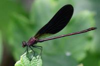 Calopteryx haemorrhoidalis