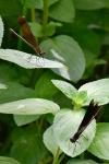 Calopteryx haemorrhoidalis