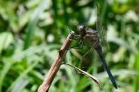 Orthetrum coerulescens