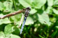 Orthetrum coerulescens