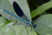 Calopteryx xanthostoma