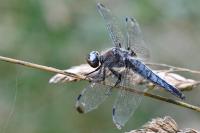 Libellula fulva