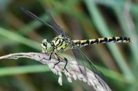 Onychogomphus forcipatus