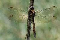 Orthetrum coerulescens