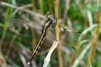 Orthetrum albistylum
