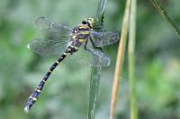 Cordulegaster boltonii