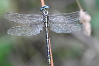 Gomphus graslinii