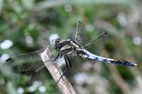 Orthetrum albistylum