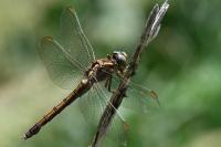 Orthetrum coerulescens
