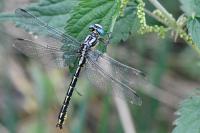 Gomphus graslinii