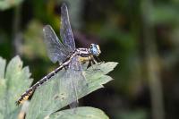 Gomphus graslinii