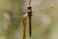 Orthetrum coerulescens