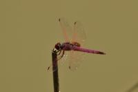 Trithemis annulata