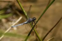 Orthetrum coerulescens coerulescens