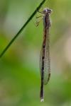 Sympecma fusca