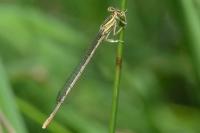 Platycnemis latipes