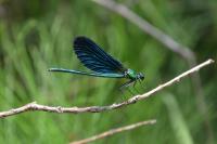 Calopteryx virgo
