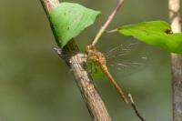 Sympetrum striolatum
