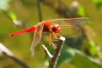 Crocothemis erythraea