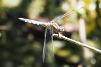 Orthetrum coerulescens