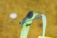 Calopteryx xanthostoma